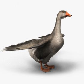 3D Domestic Goose model